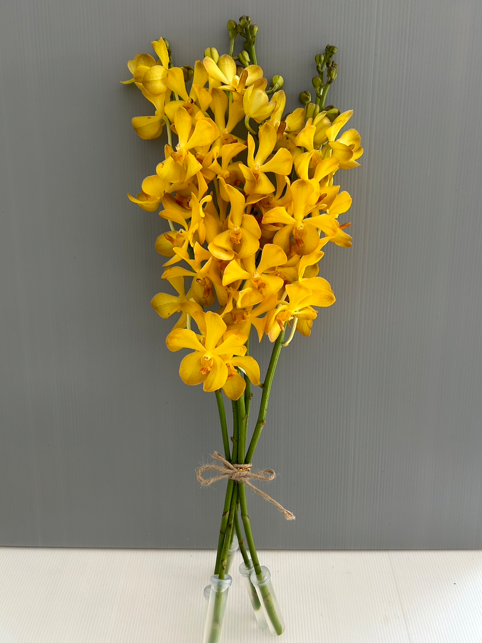 Yellow Classic image